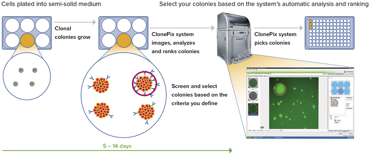 Redéfinissez le criblage et la sélection des clones grâce à des protocoles de développement transformationnel de lignées cellulaires