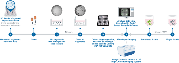 Changements morphologiques des organoïdes CCR induits par les cellules T - Flux de travail