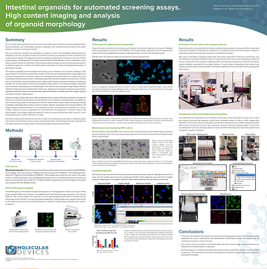 Organoïdes intestinaux pour les tests de criblage automatisés Imagerie haut contenu et analyse de la morphologie des organoïdes