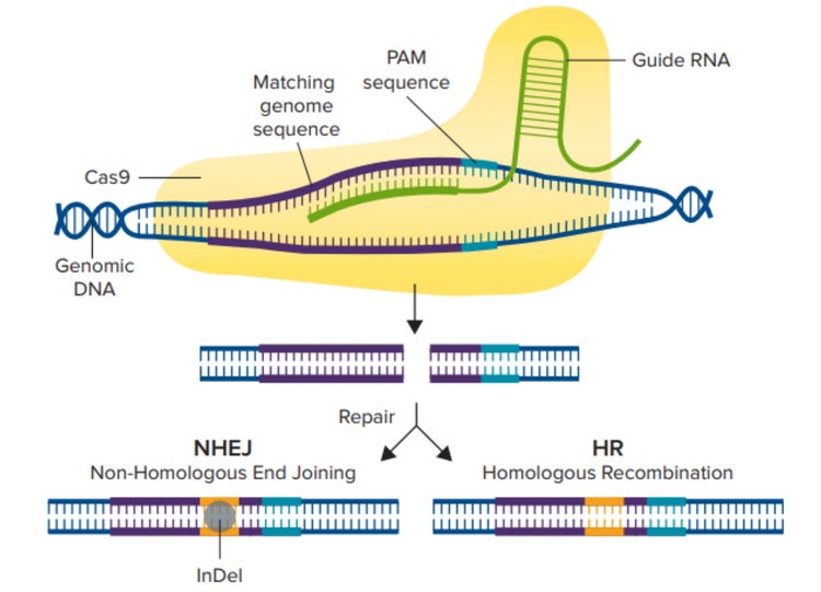 Mécanisme CRISPR/Cas9