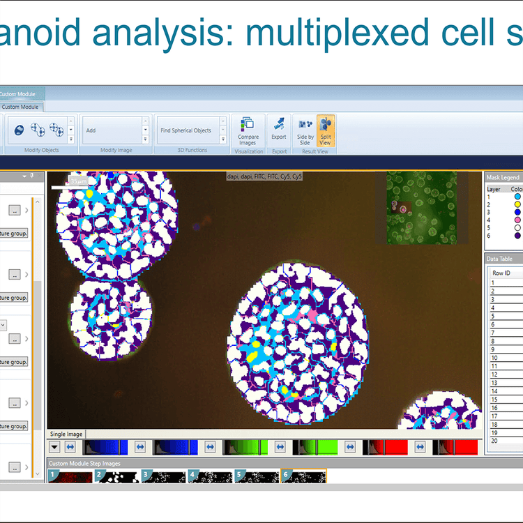 Cell Scoring multiplexé d’analyse d’organoïdes2