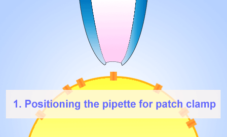 Technique patch-clamp sur cellules entières