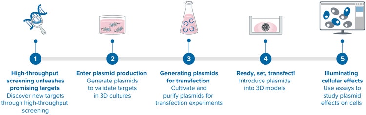 La production de plasmides associée à l’imagerie de modèle cellulaire 3D et au criblage d’organoïdes permet une analyse approfondie de la fonction du gène