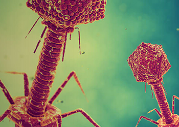 Découverte d’anticorps en utilisant l'expression des phages