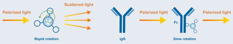 Representation of FP in the absence and presence of IgG