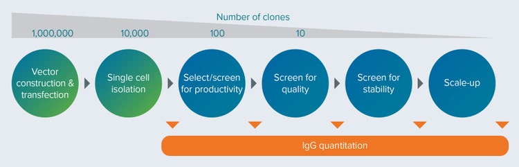 Cell line development process from cell transfection to scale-up