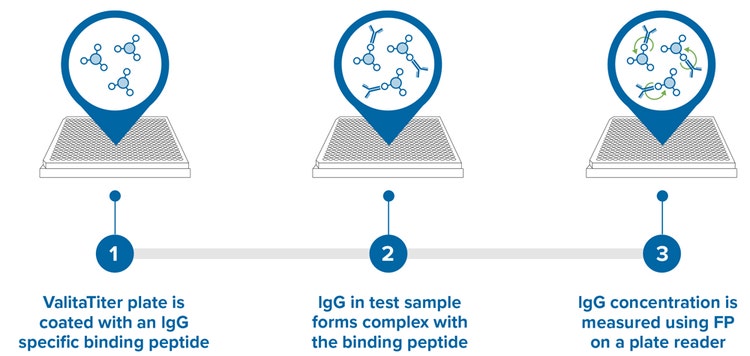 Assay plate is precoated with a fluorescently labeled Fc-specific probe