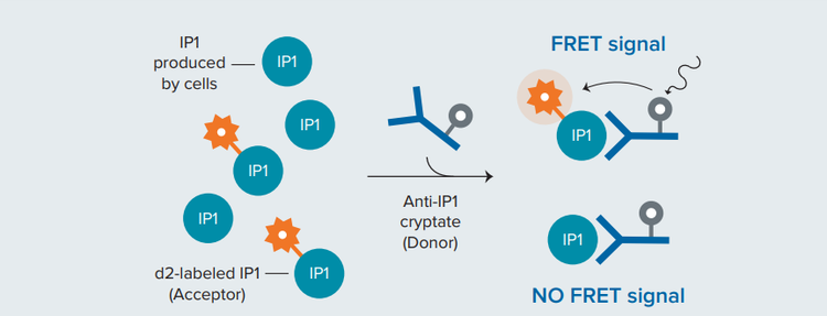 HTRF IP-One competitive binding assay