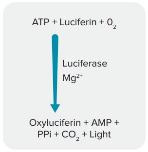 Bioluminescent reaction to detect ATP