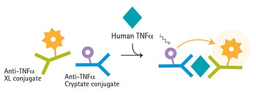 Human TNFα assay principle