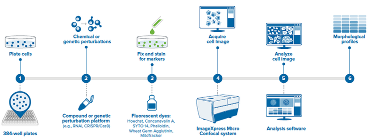 Typical Cell Painting assay workflow