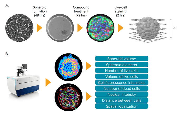 Hepatotoxicity assay using 3D spheroid liver micro tissues