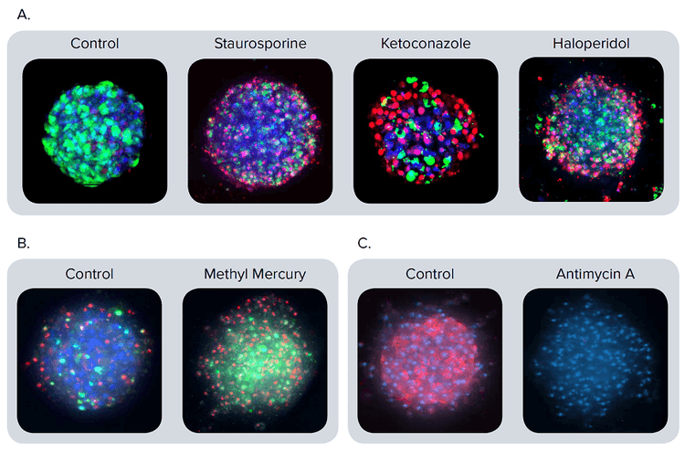 Images of spheroids stained with different markers