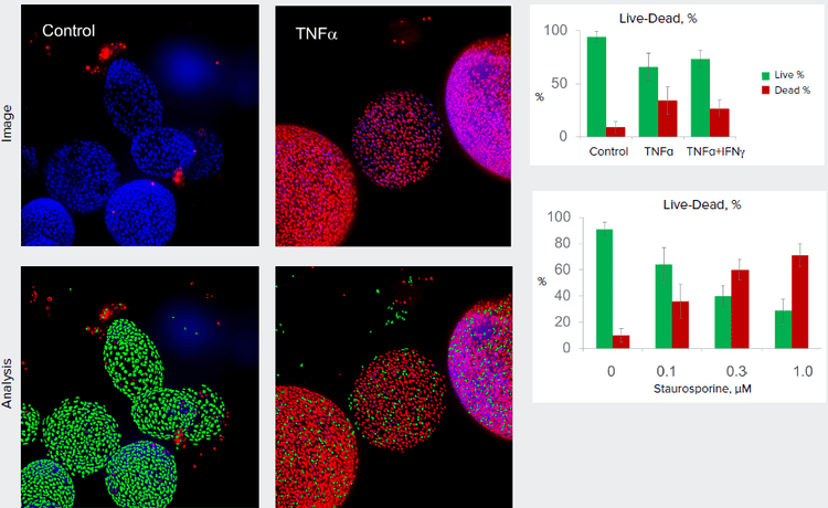 Organoids were treated for three days with 5 nM of TNFα