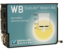 Cartouche Western Blot