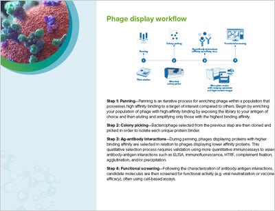 Phage Display Workflow