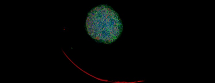 3D cell models