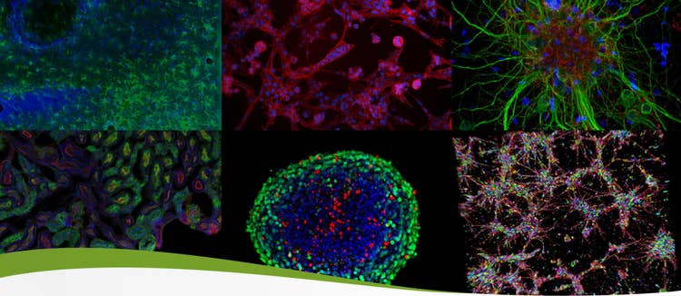 Cell Imaging