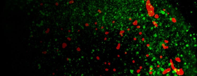 3D neurospheres assembled using iPSC-derived neurons