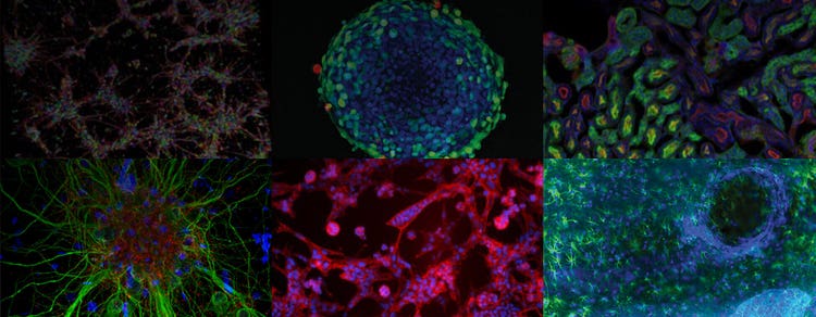 3D Assay Models