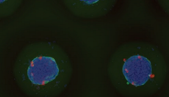 High-throughput screening of 3D cell cultures with multiple high density scaffold-free…