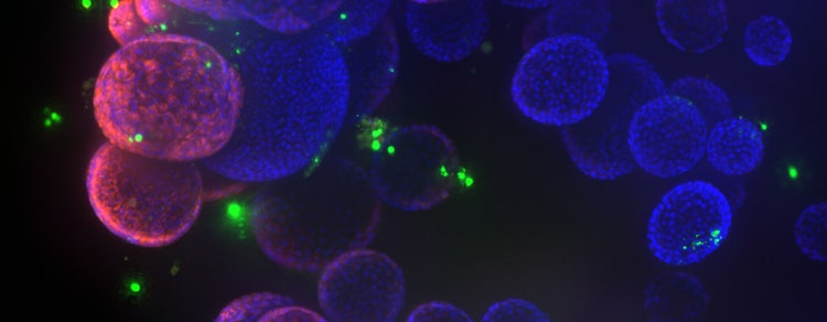 Organoids