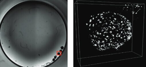 Micro-sphéroïdes 3D