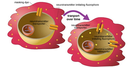 Kit pour essai de captage de transporteurs de neurotransmetteurs