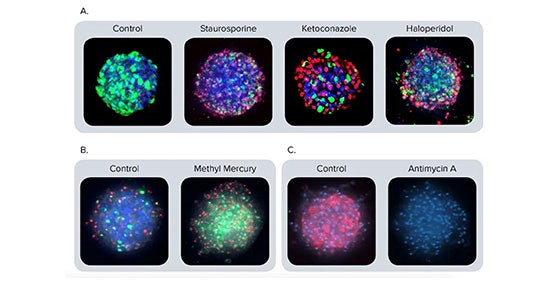 Sphéroïdes hépatiques (hépatocytes dérivés d’iPSC)