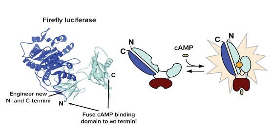 Signalisation par second messager de GPCR couplés aux protéines Gi et Gs de cellules vivantes