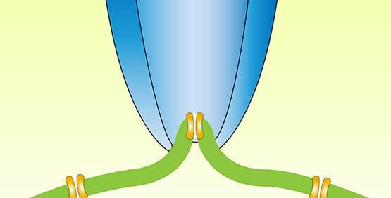 Technique patch-clamp sur cellules entières