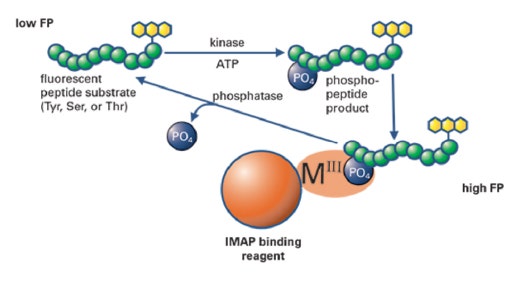 Dosages des kinases IMAP PF