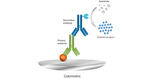 La méthode Western Blot par colorimétrie utilise un anticorps secondaire conjugué à une enzyme et un substrat chromogénique pour la détection