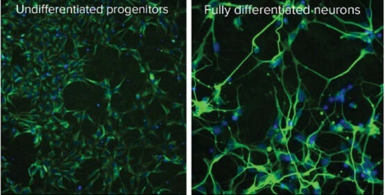 Différenciation et expansion de cellules souches neuronales