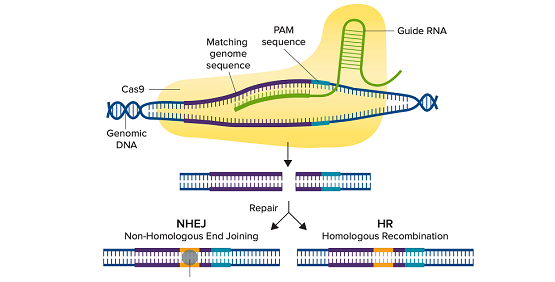 Validation des cellules éditées par CRISPR à l’aide de Western Blot