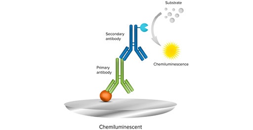 Le test Western Blot par chimiluminescence utilise un anticorps secondaire conjugué à une enzyme et un substrat luminescent