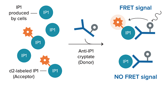 Tests IP-One, récepteurs couplés à Gαq/11