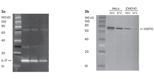 Estimation du poids moléculaire des protéines avec l’échelle protéique ScanLater Western Blot