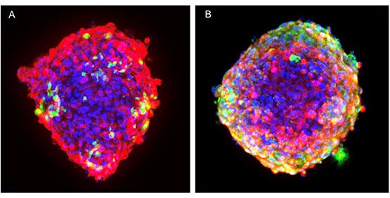 Les micro-tissus (ou co-cultures) sont des agrégats multicellulaires de tissus cultivés