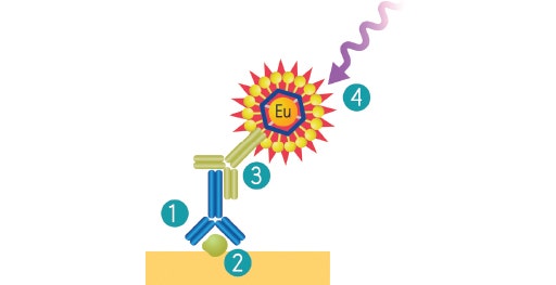 Système de détection ScanLater Western blot