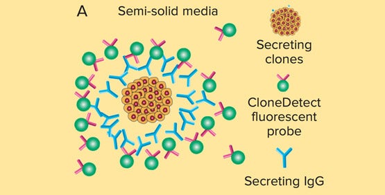 Développement amélioré d’hybridomes spécifiques d’un virus