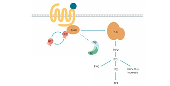 Dosages du calcium et IP-One (GPCR, couplage Gq)