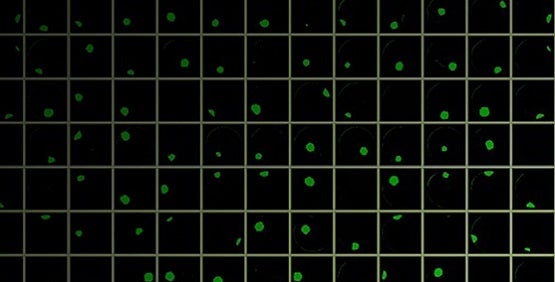 CRISPR dans le développement de lignées cellulaires