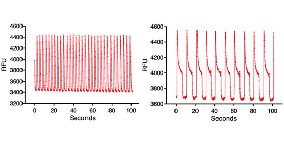 Oscillation calcique