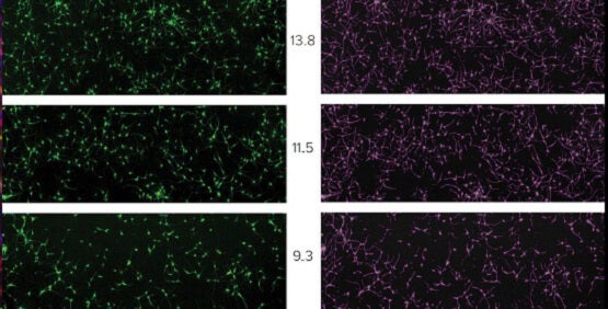 La cytométrie d’imagerie permet des tests cellulaires complexes