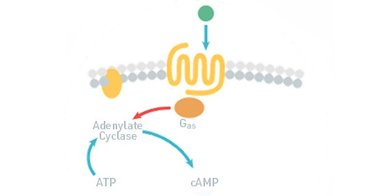 Tests cAMP (GPCR, couplage Gi/Gs)