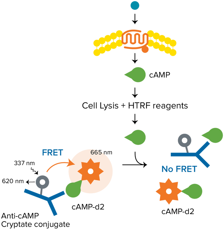 Tests HTRF cAMP, récepteurs couplés à Gαs