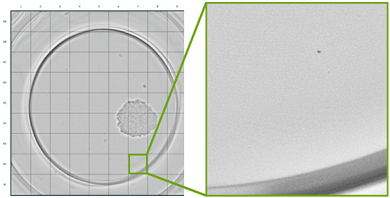 Fonction Monoclonality report (Rapport monoclonalité) de l’imageur CloneSelect Imager