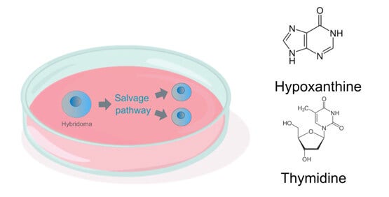 Sélection d’hybridomes à l’aide d’un milieu HAT