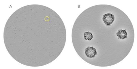 Identification en toute confiance de cellules CHO-S monoclonales